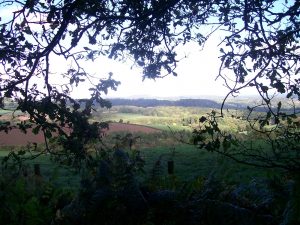 Folk Festival Walk